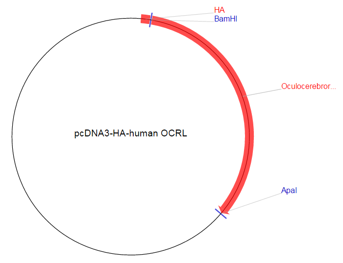 pcDNA3-HA-human OCRL载体图谱